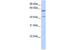 Western Blotting (WB) image for anti-Polymerase (DNA-Directed), delta Interacting Protein 3 (POLDIP3) antibody (ABIN2458549) (POLDIP3 Antikörper)