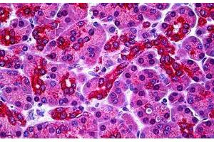 Human Pancreas: Formalin-Fixed, Paraffin-Embedded (FFPE) (PARL Antikörper  (N-Term))