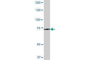 GLB1 MaxPab polyclonal antibody. (GLB1 Antikörper  (AA 1-677))