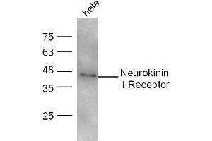 HeLa lysates probed with Neurokinin 1 Receptor Polyclonal Antibody, unconjugated  at 1:300 overnight at 4°C followed by a conjugated secondary antibody at 1:10000 for 60 minutes at 37°C.