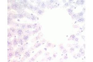 Mouse liver tissue was stained by pre-immuno serum (Adiponectin Receptor 2 Antikörper  (AA 374-386))