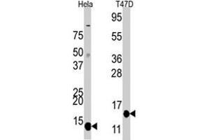 Western blot analysis of FAU polyclonal antibody  in Hela and T-47D cell line lysates. (FAU Antikörper  (C-Term))
