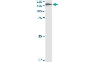 Immunoprecipitation of IQGAP3 transfected lysate using anti-IQGAP3 monoclonal antibody and Protein A Magnetic Bead , and immunoblotted with IQGAP3 MaxPab rabbit polyclonal antibody. (IQGAP3 Antikörper  (AA 602-698))