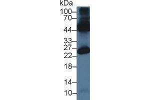 Western Blot; Sample: Mouse Testis lysate; Primary Ab: 3µg/ml Rabbit Anti-Mouse OCEL1 Antibody Second Ab: 0. (OCEL1 Antikörper  (AA 1-86))
