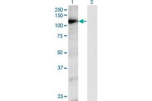 Western Blot analysis of RAPGEF4 expression in transfected 293T cell line by RAPGEF4 monoclonal antibody (M01), clone 1C11. (RAPGEF4 Antikörper  (AA 1-110))