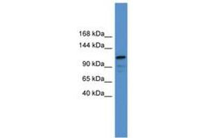 Image no. 1 for anti-Nuclear Factor of Activated T-Cells, Cytoplasmic, Calcineurin-Dependent 1 (NFATC1) (C-Term) antibody (ABIN6746178) (NFATC1 Antikörper  (C-Term))