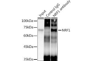 Immunoprecipitation analysis of 300 μg extracts of HeLa cells using 3 μg NRF1 antibody (ABIN7269022). (NRF1 Antikörper)