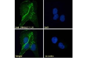 ABIN238594 Immunofluorescence analysis of paraformaldehyde fixed U2OS cells, permeabilized with 0. (EPB41L2 Antikörper  (Internal Region))
