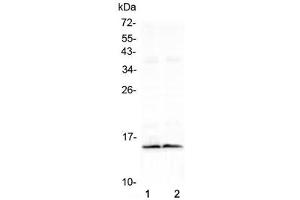 Western blot testing of two lots of mouse heart lysate with FABP3 antibody at 0. (FABP3 Antikörper  (AA 2-133))