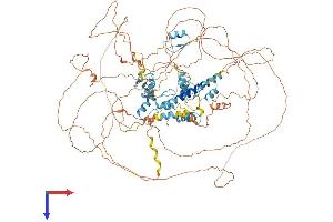 SALL2 Protein (AA 1-1007) (His tag)