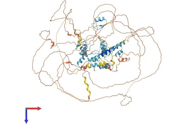 SALL2 Protein (AA 1-1007) (His tag)