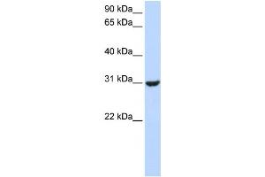 Western Blotting (WB) image for anti-Ring Finger Protein 182 (RNF182) antibody (ABIN2458750) (RNF182 Antikörper)
