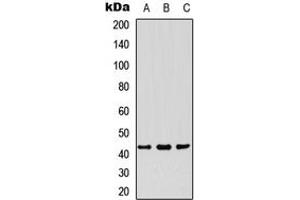 Western blot analysis of PDHA1 expression in HepG2 (A), HUVEC (B), HeLa (C) whole cell lysates.