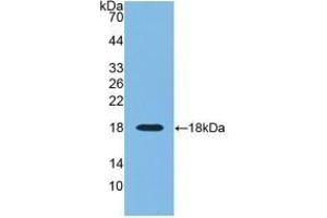 Detection of Recombinant RNASE3, Human using Monoclonal Antibody to Ribonuclease A3 (RNASE3) (RNASE3 Antikörper  (AA 30-154))