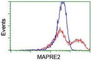 HEK293T cells transfected with either RC200259 overexpress plasmid (Red) or empty vector control plasmid (Blue) were immunostained by anti-MAPRE2 antibody (ABIN2454552), and then analyzed by flow cytometry. (MAPRE2 Antikörper)