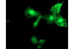 Anti-MIER2 mouse monoclonal antibody (ABIN2455626) immunofluorescent staining of COS7 cells transiently transfected by pCMV6-ENTRY MIER2 (RC207065). (MIER2 Antikörper  (AA 1-296))