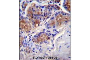 CASP12 Antibody immunohistochemistry analysis in formalin fixed and paraffin embedded human stomach tissue followed by peroxidase conjugation of the secondary antibody and DAB staining.