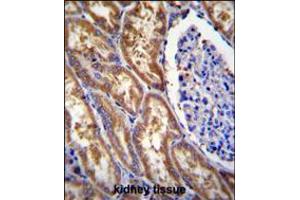 EXOC3L Antibody immunohistochemistry analysis in formalin fixed and paraffin embedded human kidney tissue followed by peroxidase conjugation of the secondary antibody and DAB staining. (EXOC3L1 Antikörper  (C-Term))