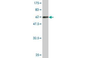 Western Blot detection against Immunogen (63. (RFC5 Antikörper  (AA 1-340))