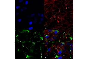 Immunocytochemistry/Immunofluorescence analysis using Mouse Anti-ATF4 Monoclonal Antibody, Clone S360A-24 (ABIN1741053). (ATF4 Antikörper  (AA 25-327))