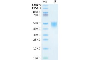 Human CD200 on Tris-Bis PAGE under reduced condition. (CD200 Protein (CD200) (His tag))