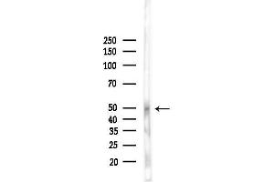 anti-POU Class 3 Homeobox 3 (POU3F3) (N-Term) antibody