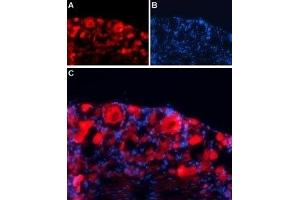 Expression of GABA(A) γ1 receptor in rat DRG - Immunohistochemical staining of rat dorsal root ganglion (DRG) frozen sections using Anti-GABA(A) γ1 Receptor Antibody (ABIN7043192, ABIN7044313 and ABIN7044314), followed by goat anti-rabbit-AlexaFluor-594 secondary antibody. (GABRg1 Antikörper  (C-Term, Intracellular))
