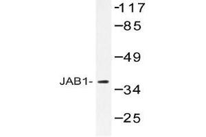 Western blot (WB) analysis of JAB1 antibody in extracts from 293 cells. (COPS5 Antikörper)