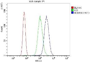 Flow Cytometry analysis of U937 cells using anti-HOMER3 antibody (ABIN7601092). (HOMER3 Antikörper  (AA 282-360))