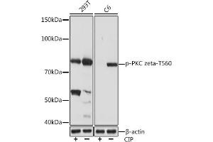 Western blot analysis of extracts of various cell lines, using Phospho-PKC zeta-T560 Rabbit mAb (ABIN7269640) at 1:1000 dilution. (PKC zeta Antikörper  (pThr560))