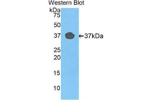 Western Blotting (WB) image for anti-Fibulin 4 (FBLN4) (AA 278-366) antibody (ABIN1858819) (FBLN4 Antikörper  (AA 278-366))