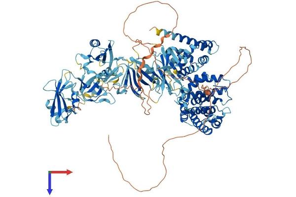 RASA1 Protein (AA 1-1047) (His tag)