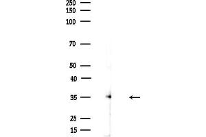 anti-Aquaporin 8 (AQP8) (N-Term) antibody
