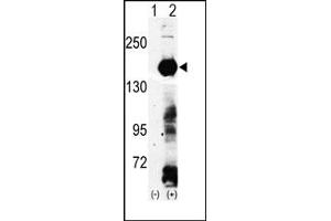 Image no. 1 for anti-Lysine (K)-Specific Demethylase 4A (KDM4A) (N-Term) antibody (ABIN356585)