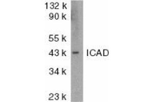 Western blot analysis of ICAD in mouse lung tissue lysate with AP30398PU-N ICAD antibody at 1 μg/ml. (DFFA Antikörper  (N-Term))