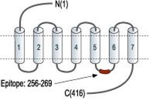 anti-Hypocretin (Orexin) Receptor 1 (HCRTR1) (3rd Intracellular Loop), (AA 256-269) antibody