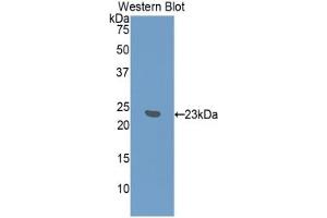 Detection of Recombinant IFNa7, Mouse using Polyclonal Antibody to Interferon Alpha 7 (IFNa7) (IFNA7 Antikörper  (AA 24-190))