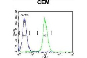 Flow cytometric analysis of CEM cells using LIPC / Hepatic lipase Antibody (N-term) Cat.
