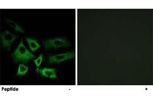 Immunofluorescence analysis of A-549 cells, using NT5C1A polyclonal antibody . (NT5C1A Antikörper)