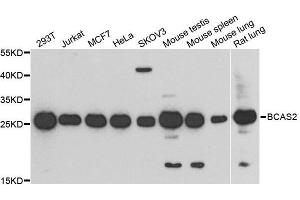 BCAS2 Antikörper  (AA 1-225)