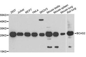 Western blot analysis of extracts of various cell lines, using BCAS2 antibody. (BCAS2 Antikörper  (AA 1-225))