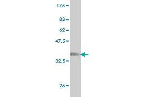 Western Blot detection against Immunogen (36. (ARAF Antikörper  (AA 151-250))