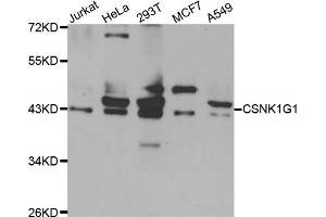 Western blot analysis of extracts of various cell lines, using CSNK1G1 antibody (ABIN4903388) at 1:1000 dilution. (CSNK1G1 Antikörper)