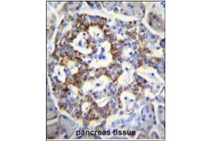 Immunohistochemistry analysis in Formalin Fixed, Paraffin Embedded Human pancreas tissue stained with SEMA3G antibody (Center) followed by peroxidase conjugation of the secondary antibody and DAB staining.