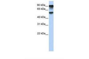 Image no. 1 for anti-TBC1 Domain Family, Member 10B (TBC1D10B) (AA 720-769) antibody (ABIN6739066)