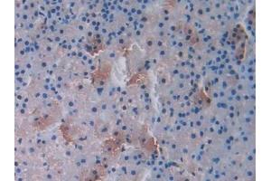 Immunohistochemistry (IHC) image for anti-Urocortin (UCN) (AA 31-121) antibody (ABIN7431422)