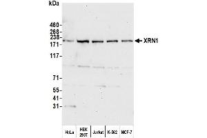 Western Blotting (WB) image for anti-5'-3' Exoribonuclease 1 (XRN1) (C-Term) antibody (ABIN7450913) (XRN1 Antikörper  (C-Term))