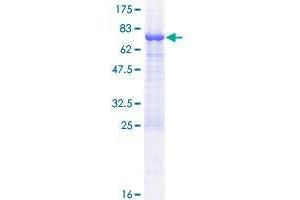 TASP1 Protein (AA 1-420) (GST tag)