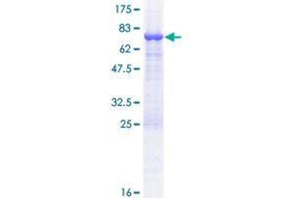 TASP1 Protein (AA 1-420) (GST tag)