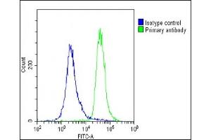 Overlay histogram showing U-2 OS cells stained with (ABIN654335 and ABIN2844108)(green line). (METTL4 Antikörper  (C-Term))
